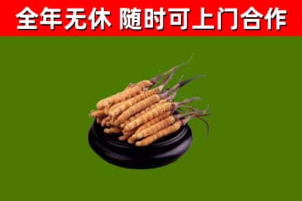 尉犁县回收散虫草